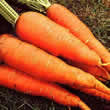 Thompson and Morgan Carrot : Autumn King 2 Seeds