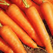 Thompson and Morgan Carrot : Early Nantes 2 Seeds