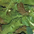 Thompson and Morgan Salad : Salad Leaves Stir Fry Mixed Seeds