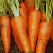 Thompson and Morgan Carrot : Supreme Chantenay Red Cored Seeds