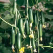 Thompson and Morgan Cucumber : Cucino F1 Hybrid Seeds