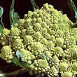 Thompson and Morgan Broccoli : Romanesco Seeds
