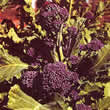 Thompson and Morgan Broccoli : Early Purple Sprouting Seeds