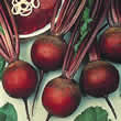 Thompson and Morgan Beetroot : Globe : Detroit 6 : Rubidus Seeds