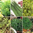Thompson and Morgan Salad : Herby Salad Leaf Mixed Seeds