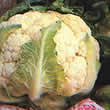 Thompson and Morgan Cauliflower : All The Year Round (Spring/Summer/Autumn) Seeds