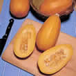 Thompson and Morgan Squash : Hasta La Pasta F1 Hybrid Seeds