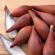 Thompson and Morgan Shallot : Banana Seeds