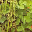Thompson and Morgan Bean : Runner Bean : Enorma Seeds