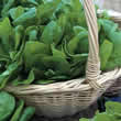 Thompson and Morgan Spinach : Medania Seeds