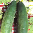 Thompson and Morgan Cucumber : Burpless Tasty Green F1 Seeds