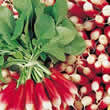 Thompson and Morgan Radish : Mirabeau Seeds