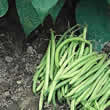 Thompson and Morgan Bean : Dwarf Bean : Nomad Seeds