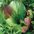 Thompson and Morgan Salad : Niche Oriental Mixed Seeds