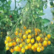 Thompson and Morgan Ildi Tomato Seeds