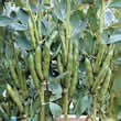 Thompson and Morgan Broad Bean : Stereo Seeds