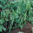 Thompson and Morgan Pea : Garden : Meteor Seeds