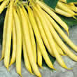 Thompson and Morgan Bean : Dwarf Bean : Sonesta Seeds