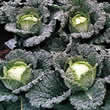 Thompson and Morgan Cabbage : Savoy Melissa F1 Seeds