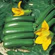 Thompson and Morgan Courgette : Defender F1 Hybrid Seeds
