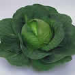 Thompson and Morgan Cabbage : Elisa F1 Seeds