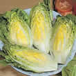 Thompson and Morgan Lettuce : Cos : Little Gem Seeds