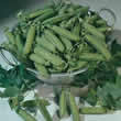 Thompson and Morgan Pea : Garden : Misty Seeds