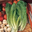 Thompson and Morgan Lettuce : Valamaine (Cut And Come Again) Seeds