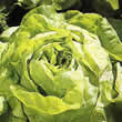 Thompson and Morgan Lettuce : Butterhead : All The Year Round Seeds