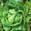Thompson and Morgan Lettuce : Arctic King Seeds