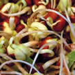 Black Eyed Peas Sprouting Seeds by Thompson and Morgan