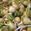 Green Peas Sprouting Seeds by Thompson and Morgan
