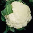 Thompson and Morgan Cauliflower : Gipsy F1 Hybrid (Summer) Seeds