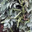 Thompson and Morgan Broad Bean : Witkiem Seeds