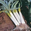 Thompson and Morgan Leek : Bandit F1 Hybrid Seeds