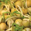 Snow Peas Sprouting Seeds by Thompson and Morgan