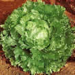 Thompson and Morgan Lettuce : Iceberg : Webbs Wonderful Seeds