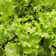 Thompson and Morgan Lettuce : Salad Bowl Seeds