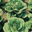 Thompson and Morgan Lettuce : Butterhead : Tom Thumb Seeds