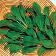 Thompson and Morgan Rocket : Apollo Seeds