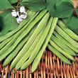 Thompson and Morgan Bean : Runner Bean : White Apollo Seeds