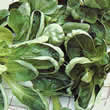 Thompson and Morgan Salad Leaves : Corn Salad Cavallo Seeds