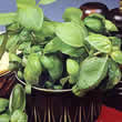 Thompson and Morgan Basil : Sweet Green Seeds
