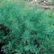 Thompson and Morgan Dill Seeds
