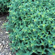 Thompson and Morgan Marjoram : Sweet Seeds