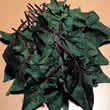 Thompson and Morgan Spinach : Bordeaux F1 Hybrid Seeds