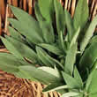 Thompson and Morgan Sage Seeds