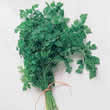 Thompson and Morgan Chervil Seeds
