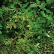 Thompson and Morgan Thyme : Old English Seeds