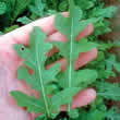Thompson and Morgan Rocket : Skyrocket Seeds